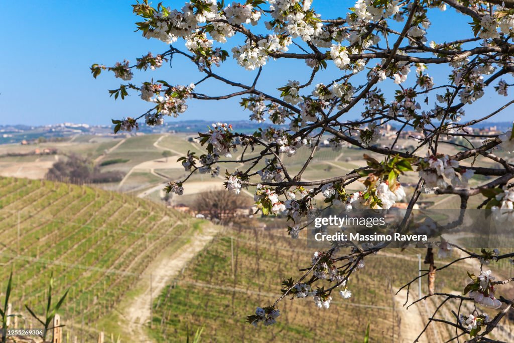 Springtime in the vineyards. Langhe, Italy