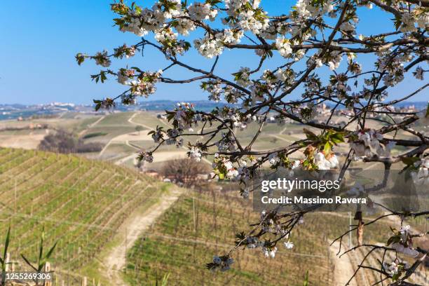 springtime in the vineyards. langhe, italy - langhe stock pictures, royalty-free photos & images