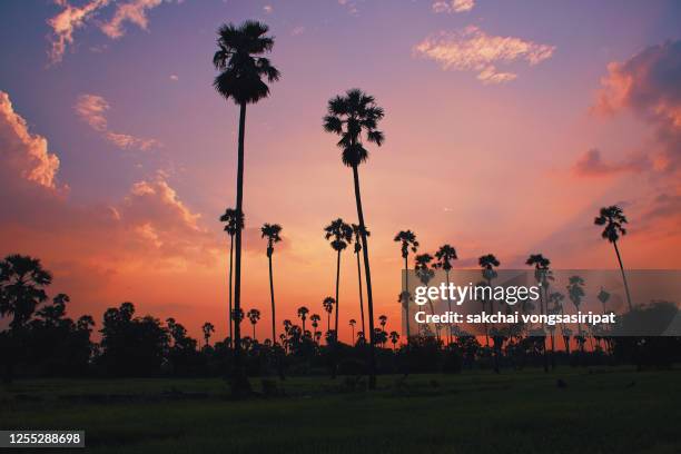 low angle view of palm trees in rice fields against sky during sunset - low angle view of silhouette palm trees against sky stock-fotos und bilder