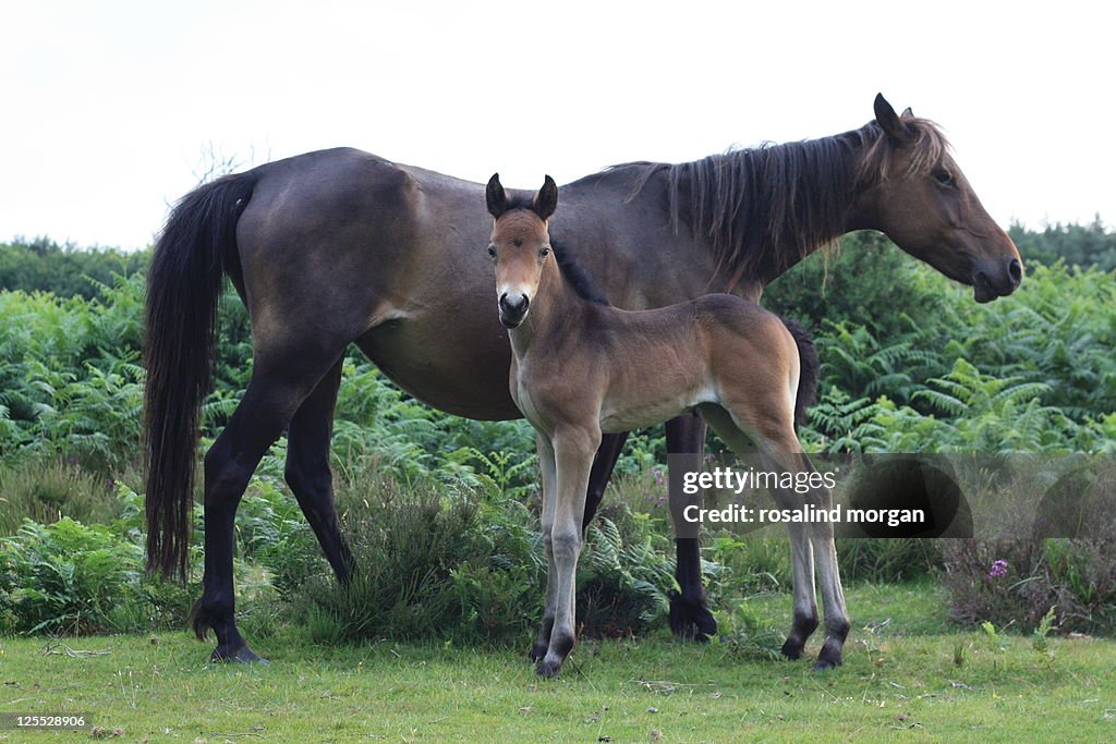 Pony and foal standing