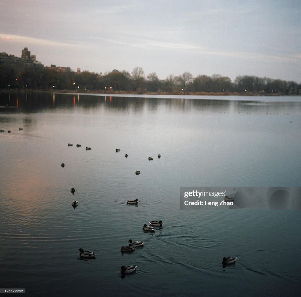 Ducks in lake at sunset