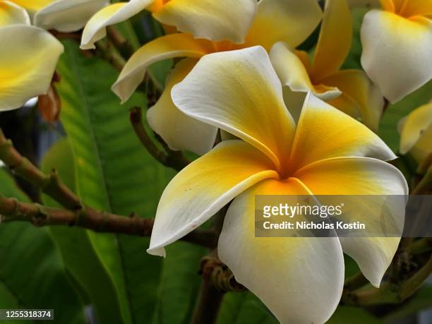 yellow and white tropical flower - south pacific islands culture stock pictures, royalty-free photos & images