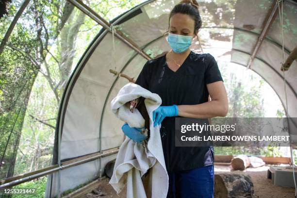 Jessen Swider, certified veterinary technician and licensed rehabilitator, holds a turkey vulture ready for release back into the wild after...