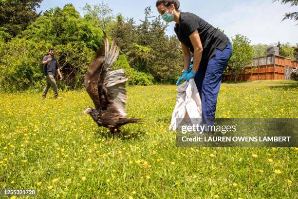 Jessen Swider, certified veterinary technician and licensed rehabilitator, releases a turkey vulture back into the wild after overcoming the avian...