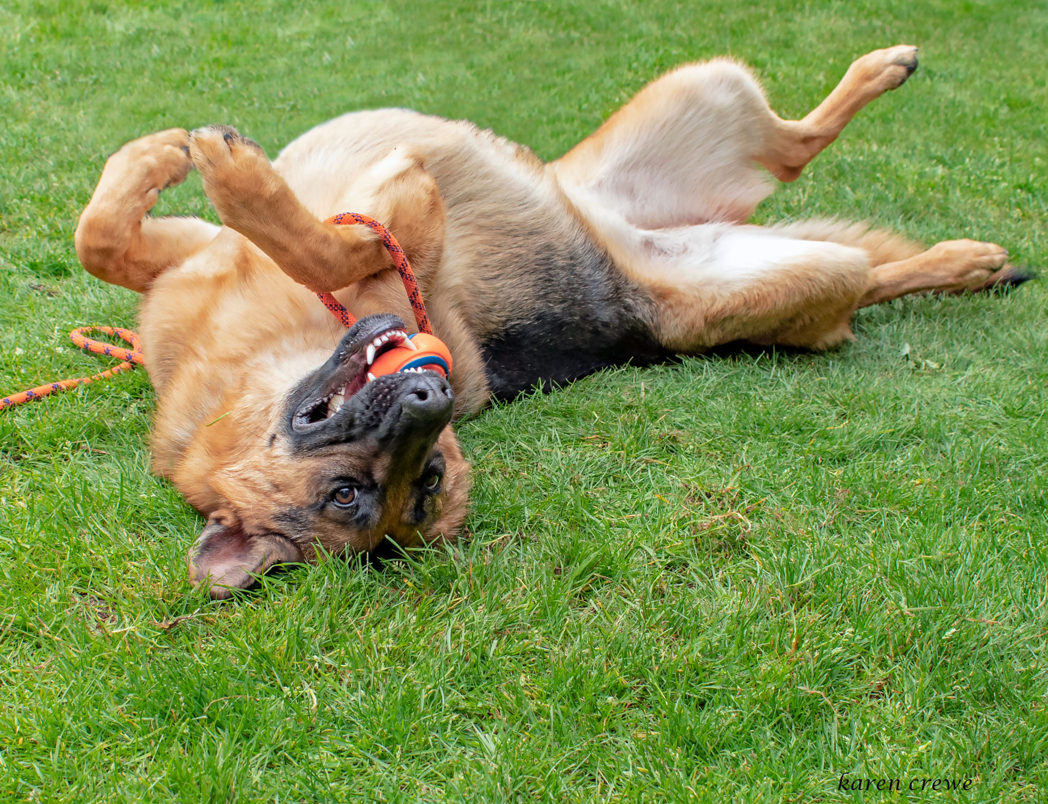german shepherd playing
