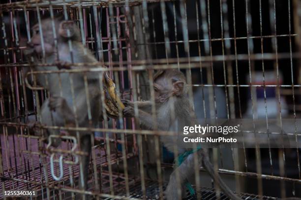 Baby long-tailed macaques are sold at an animal market in Yogyakarta, Indonesia, on May 15, 2023. According to the International Union for...