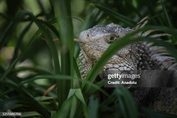 The green iguana , also known as the American iguana is seen the Botanical Garden of Medellin, is a 14-hectare botanical garden in Medellin, Colombia...