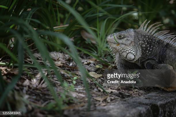 The green iguana , also known as the American iguana is seen the Botanical Garden of Medellin, is a 14-hectare botanical garden in Medellin, Colombia...