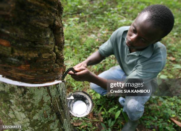 Worker taps a rubber tree to collect rubber sap 07 November 2007 in a plantation of heveas in Allokoi village located 5 kilometres from Abidjan....