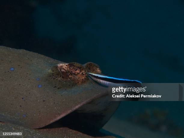 blue-spotted stingray on the cleaning station - cleaner wrasse stock pictures, royalty-free photos & images
