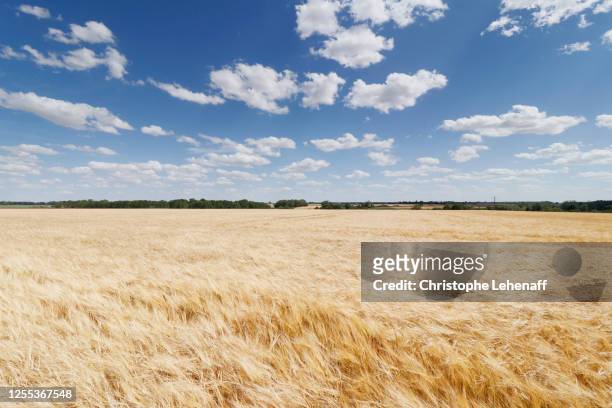 barley field in seine et marne, france. - ile de france stock pictures, royalty-free photos & images