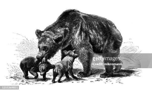 old engraved illustration of the brown bear (ursus arctos), carnivorous animal - bear paw print stockfoto's en -beelden