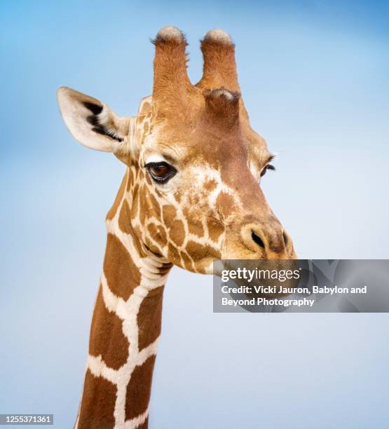 close up of giraffe head against blue background - giraffe stock pictures, royalty-free photos & images