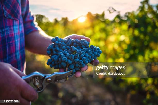 farmer's hand holding harvested grapes - grape harvest stock pictures, royalty-free photos & images