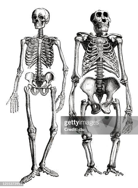 ilustraciones, imágenes clip art, dibujos animados e iconos de stock de esqueleto humano y gorila, comparación lado a lado - esqueleto de animal