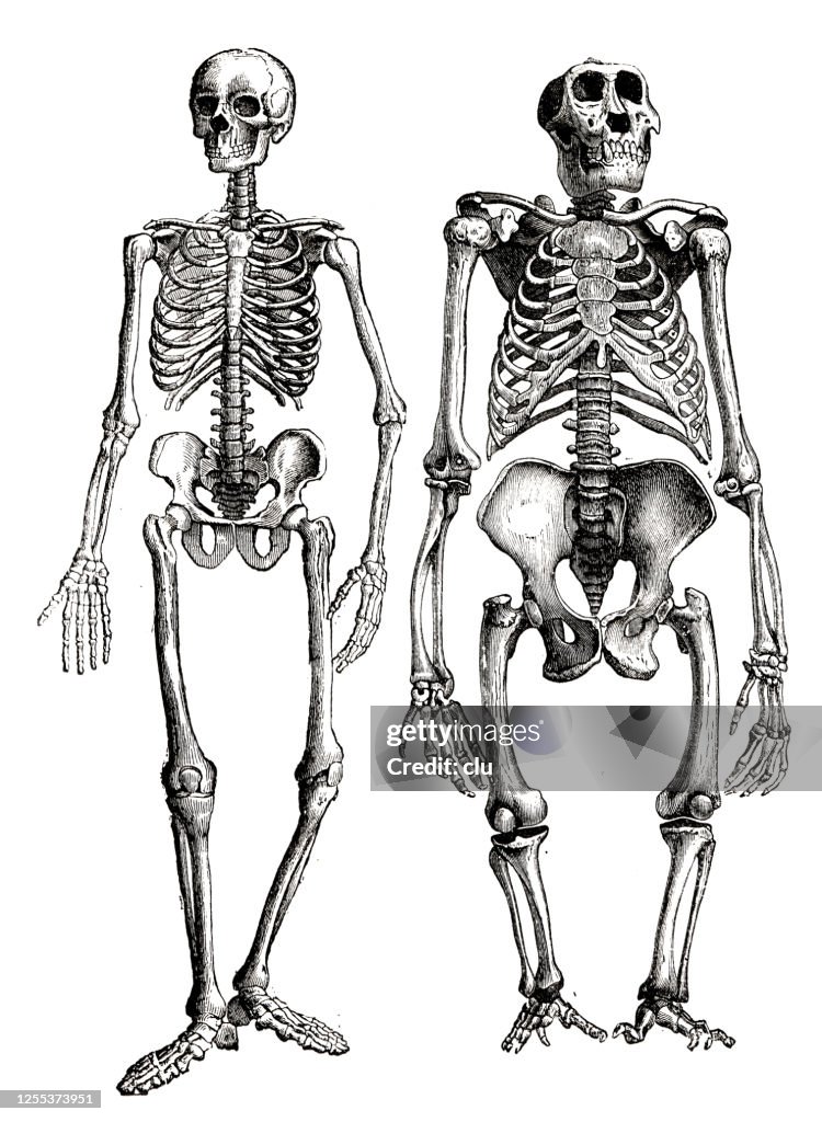 Human and gorilla skeleton, side by side comparison