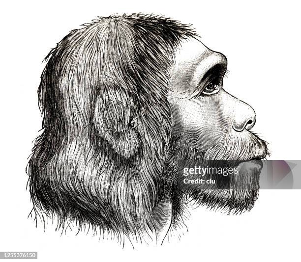 head of the neanderthal man, side view - neanderthal stock illustrations