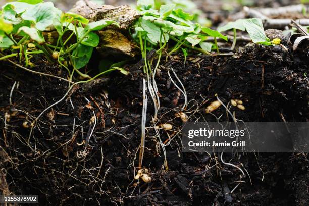 close-up of pants roots in soil - racine terre photos et images de collection