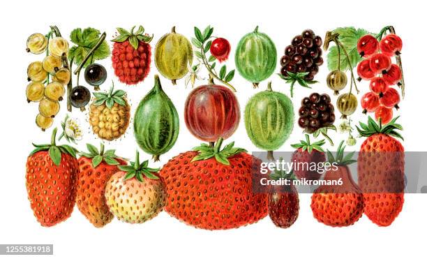 old engraved illustration of a berry fruits varieties - strawberry illustration stock pictures, royalty-free photos & images