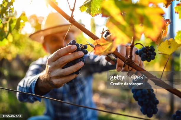 winemaker harvesting grapes - harvesting stock pictures, royalty-free photos & images