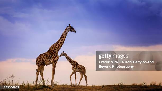 amazing scene of giraffe family against dramatic sky - 動物　親子 ストックフォトと画像