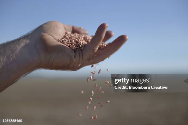 farmer with barley seed - same action stock-fotos und bilder