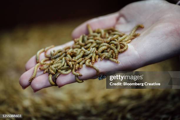 mealworms - made stock-fotos und bilder