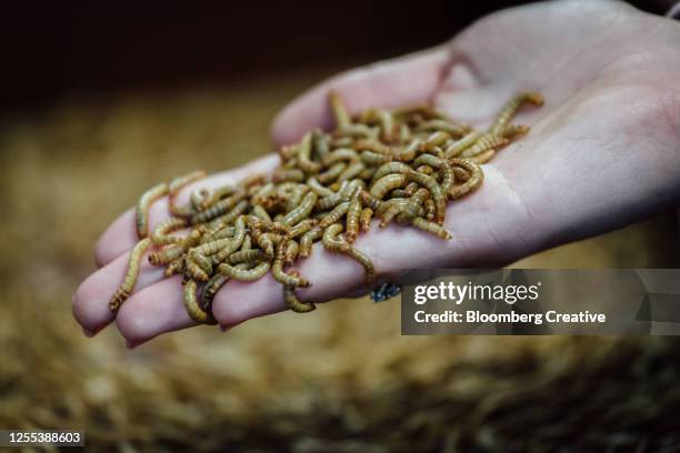 mealworms - mealworm stockfoto's en -beelden