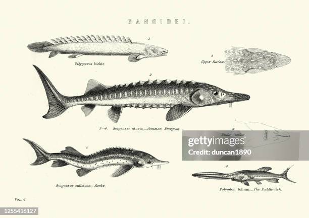 fish, common sturgeon, sterlet (acipenser ruthenus), paddlefish - caviar stock illustrations