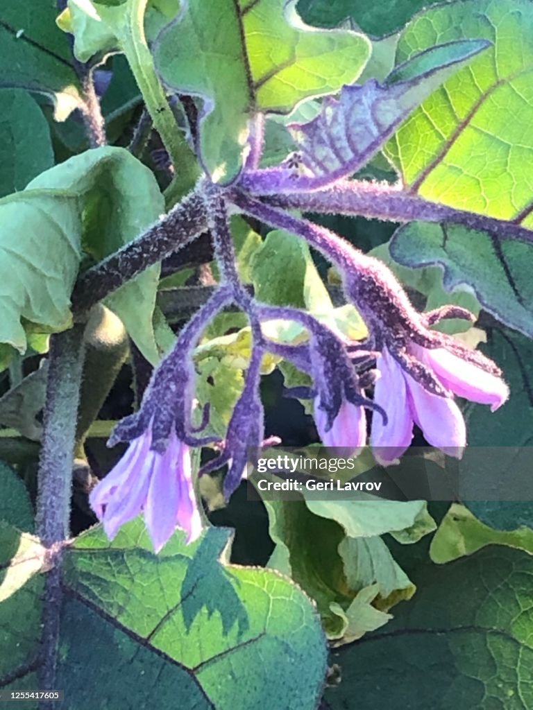 Eggplant blooming