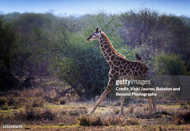 magical scenic of e reticulated giraffe in laikipia, kenya - laikipia ストックフォトと画像