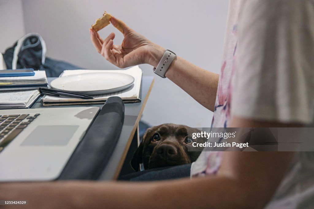 Cute dog looking at owner's food
