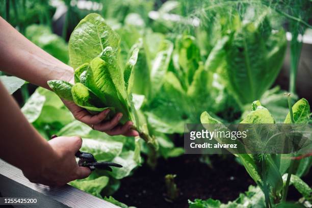 woman cutting leafy vegetable with pruning shears - leaf vegetable stock pictures, royalty-free photos & images