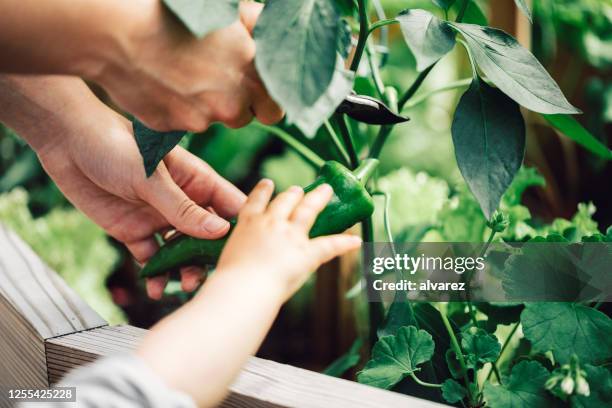 mother and daughter picking up green chilies from garden - chili farm stock pictures, royalty-free photos & images