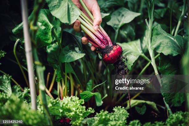 picking up beetroot from vegetable garden - beet stock pictures, royalty-free photos & images