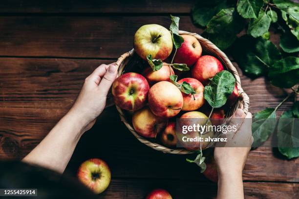 frau mit frisch gepflückten äpfeln - harvest table stock-fotos und bilder