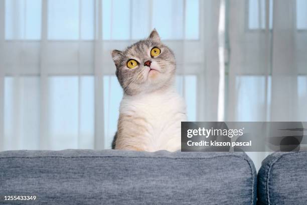 portrait of a cute scottish fold cat . - schotse-vouwoorkat stockfoto's en -beelden