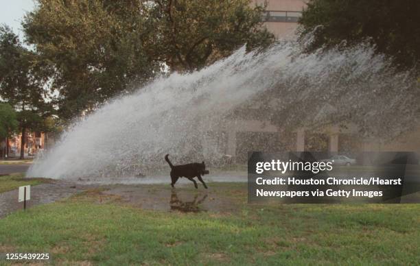 Murphy a three year old black labrador plays in the wake of a broken water main on Montrose & West Main while taking a Sunday stroll with his owner...