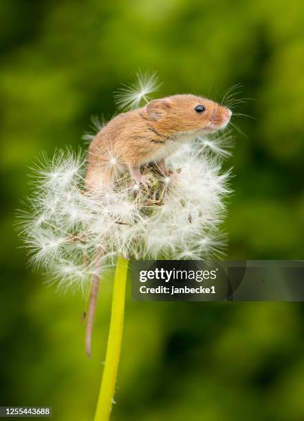 close-up of a harvest mouse on a dandelion clock, indiana, usa - field mouse fotografías e imágenes de stock