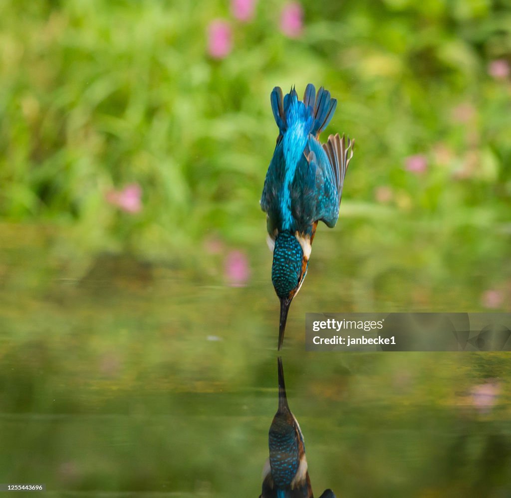 Male kingfisher diving into water, Indiana, USA