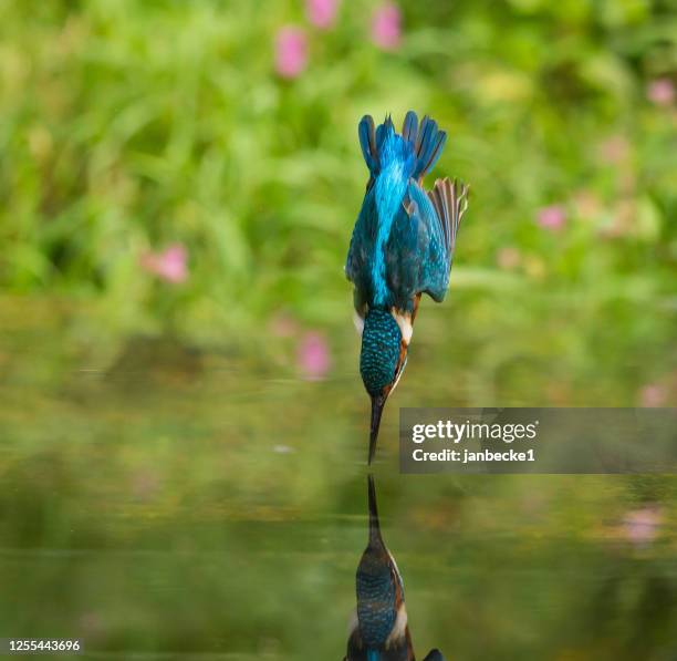 male kingfisher diving into water, indiana, usa - kingfisher river stock pictures, royalty-free photos & images