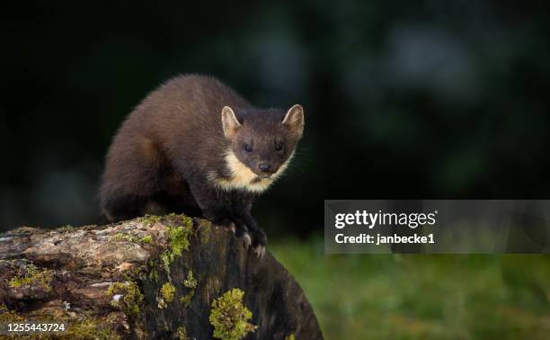 pine marten on a log, indiana, usa - martens stock pictures, royalty-free photos & images