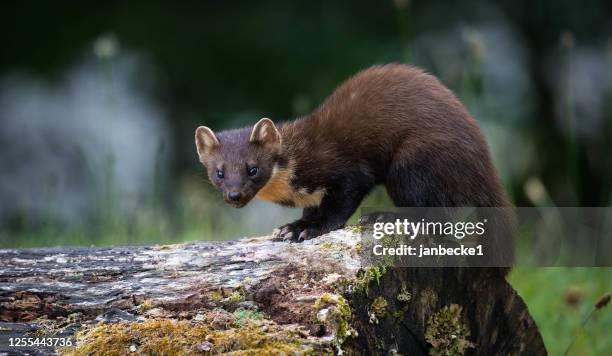 pine marten on a log, indiana, usa - martens stock pictures, royalty-free photos & images