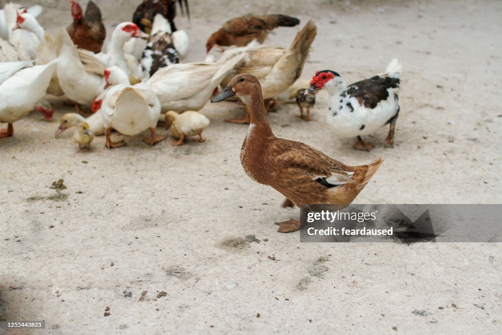 Group of ducks on a farm, Malaysia