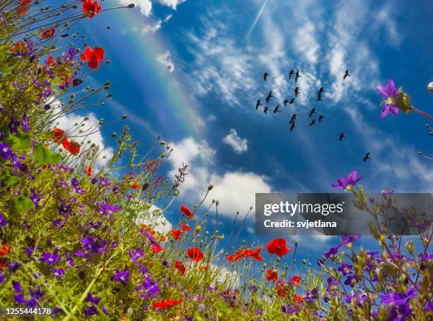 low angle view of a rainbow and birds flying over a field of wildflowers, switzerland - wilde tiere stock-fotos und bilder