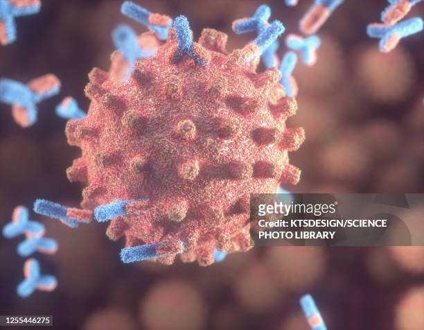 ilustraciones, imágenes clip art, dibujos animados e iconos de stock de antibodies responding to covid-19 coronavirus, illustration - membrane