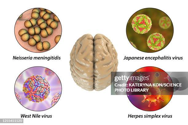 illustrations, cliparts, dessins animés et icônes de brain infections, illustration - commensalisme
