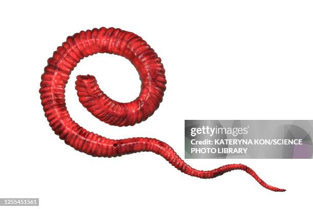 guinea worm larva, illustration - roundworm stock illustrations