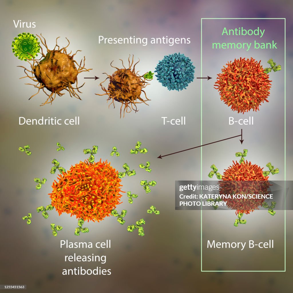 Mechanisms of immune defence against viruses, illustration