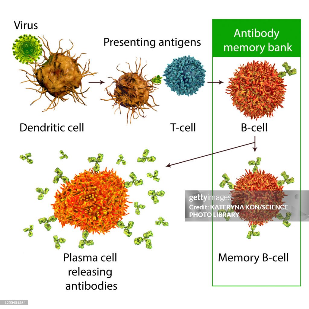 Mechanisms of immune defence against viruses, illustration